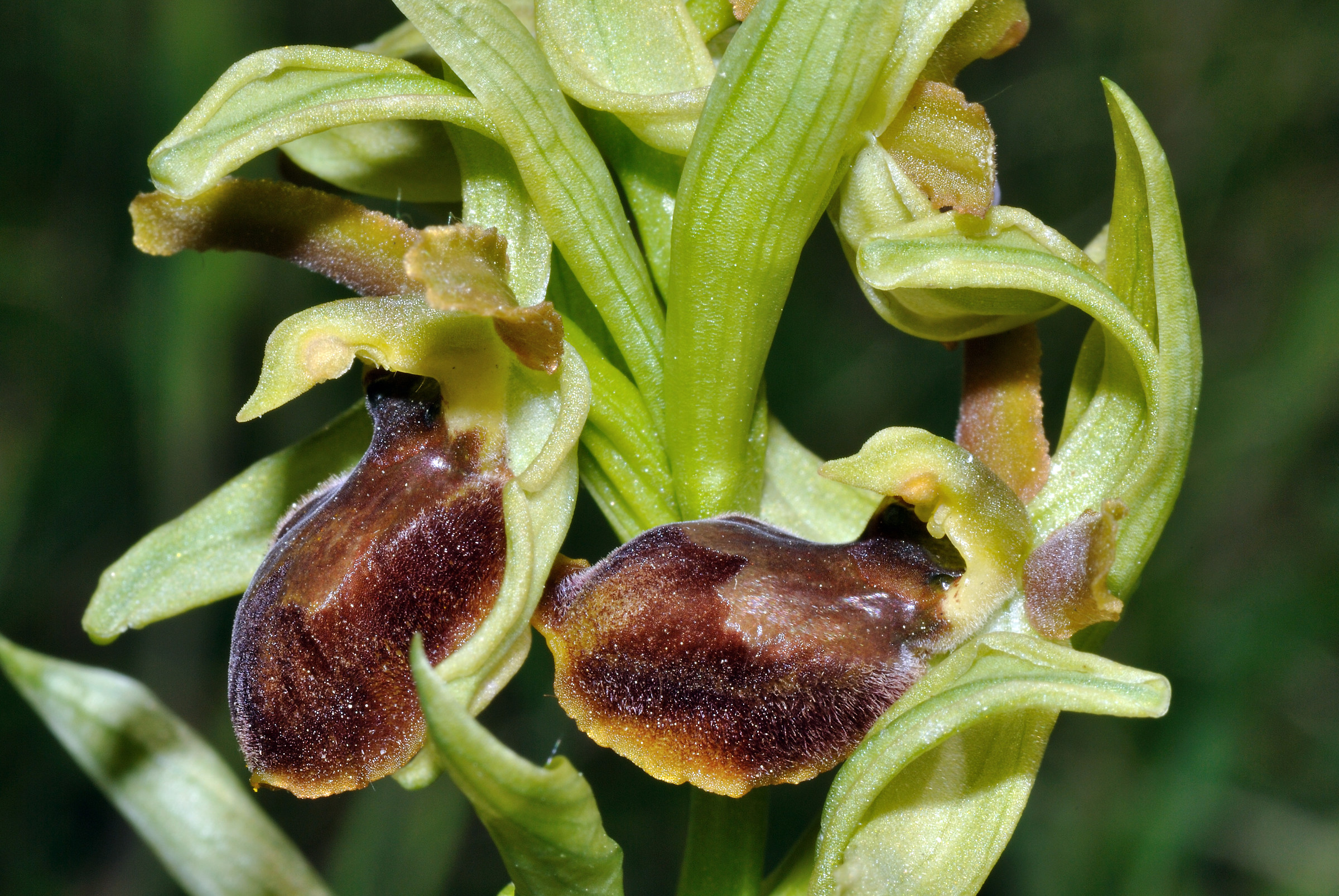 Ophrys sphegodes