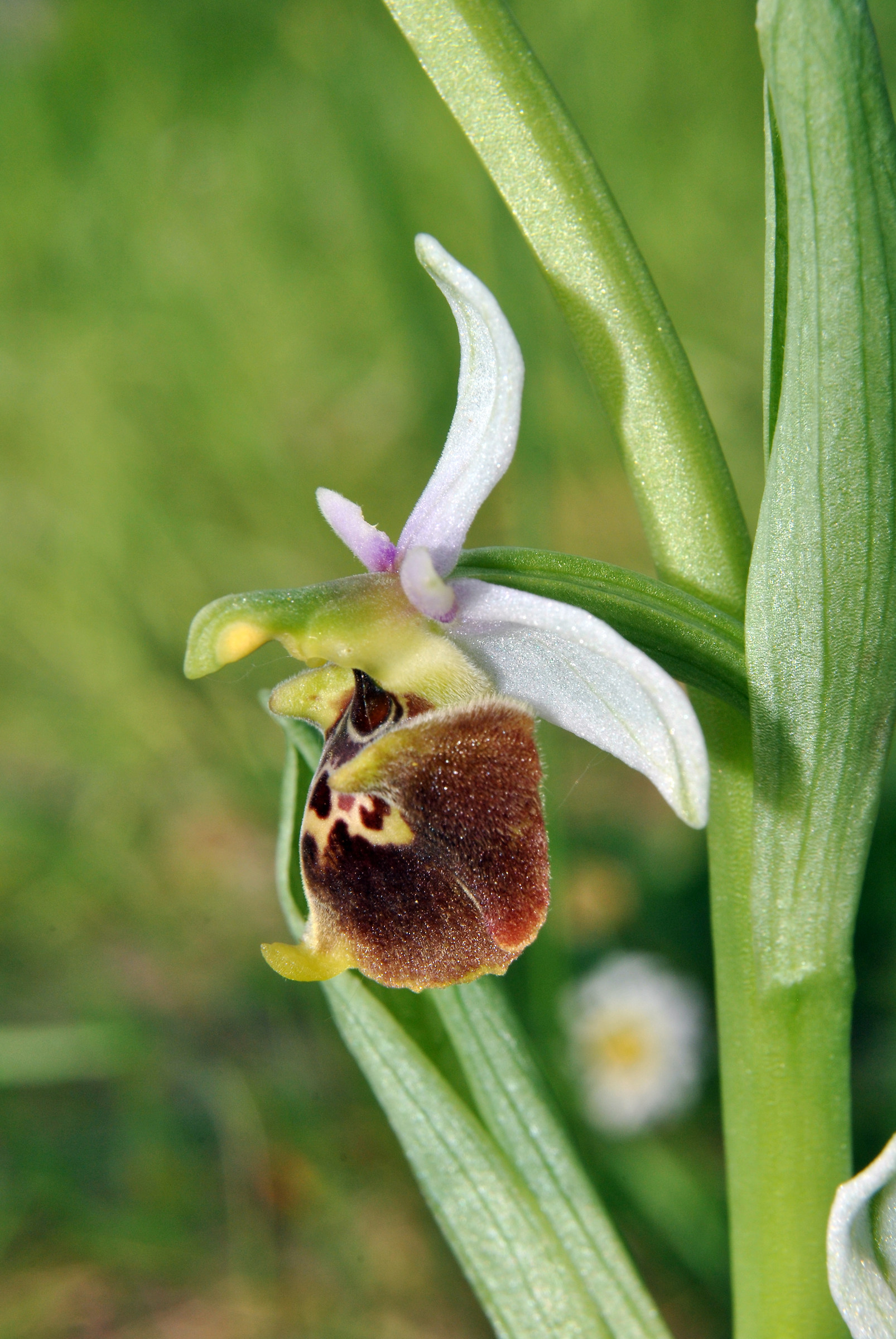Ophrys fuciflora
