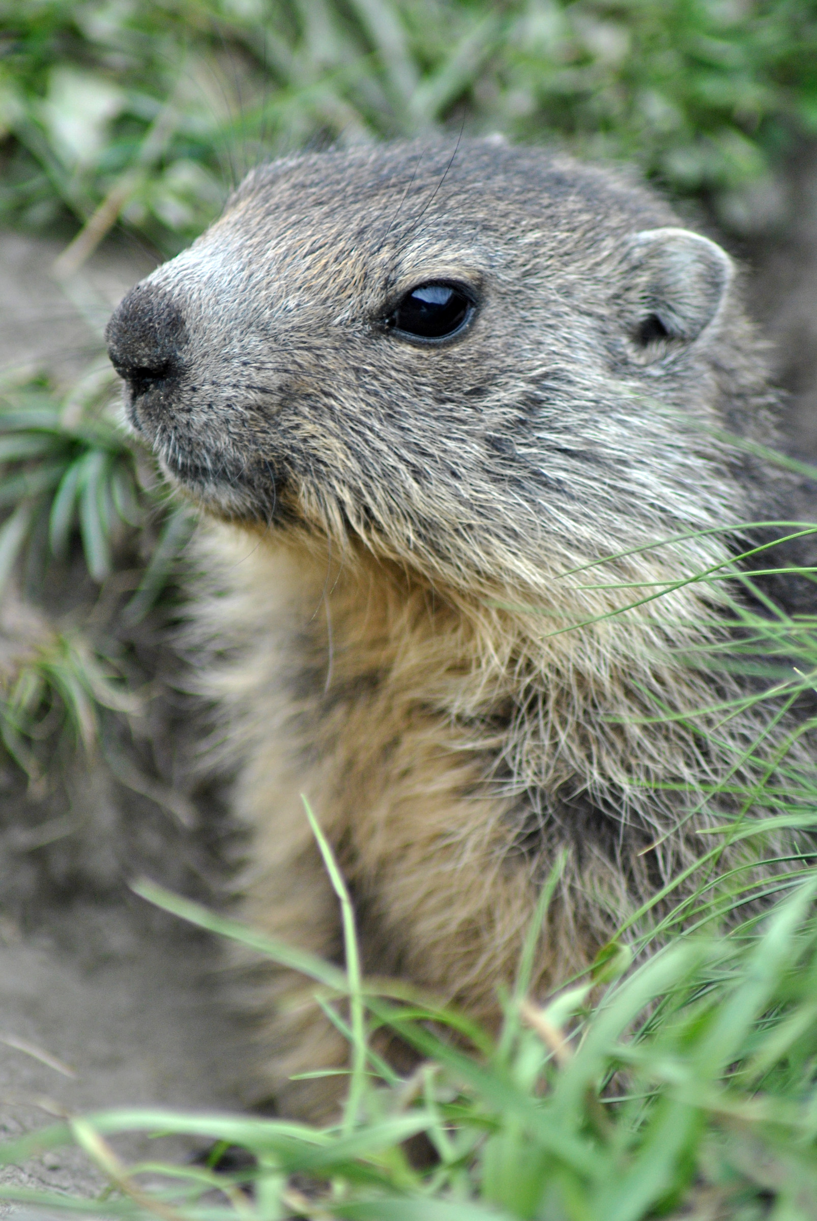 Marmot