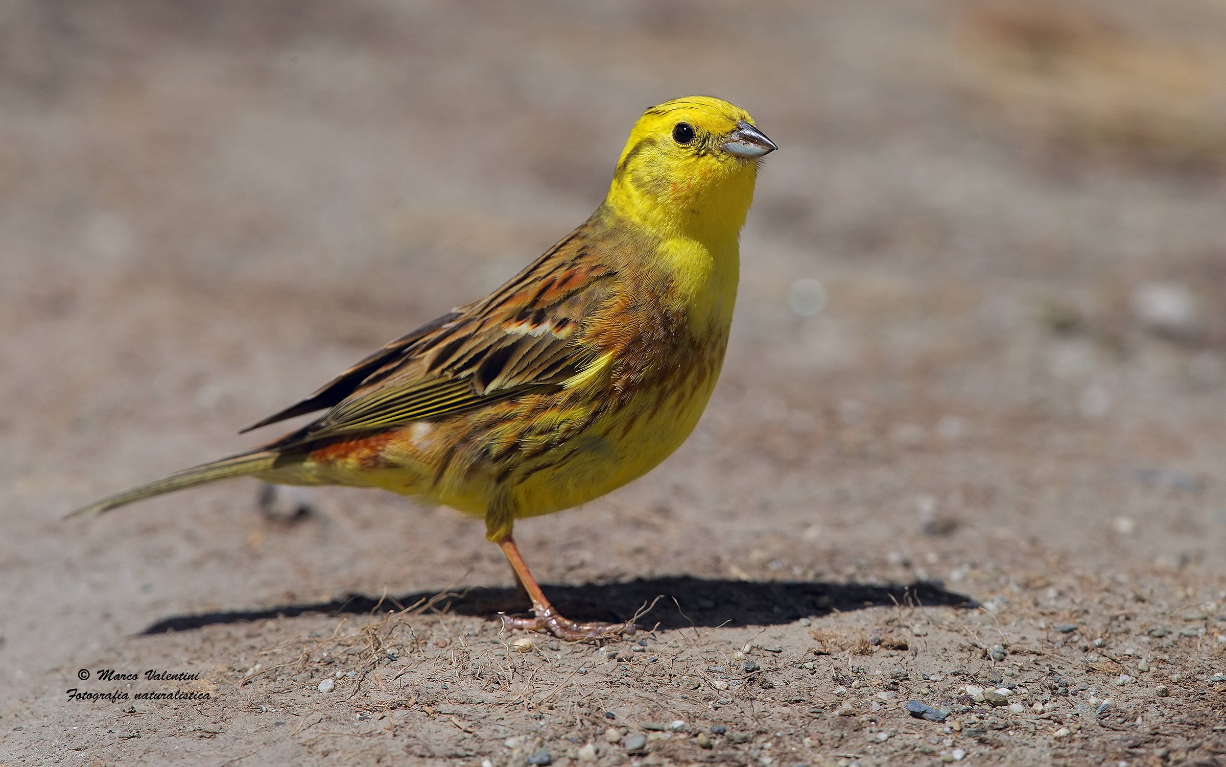 Yellowhammer