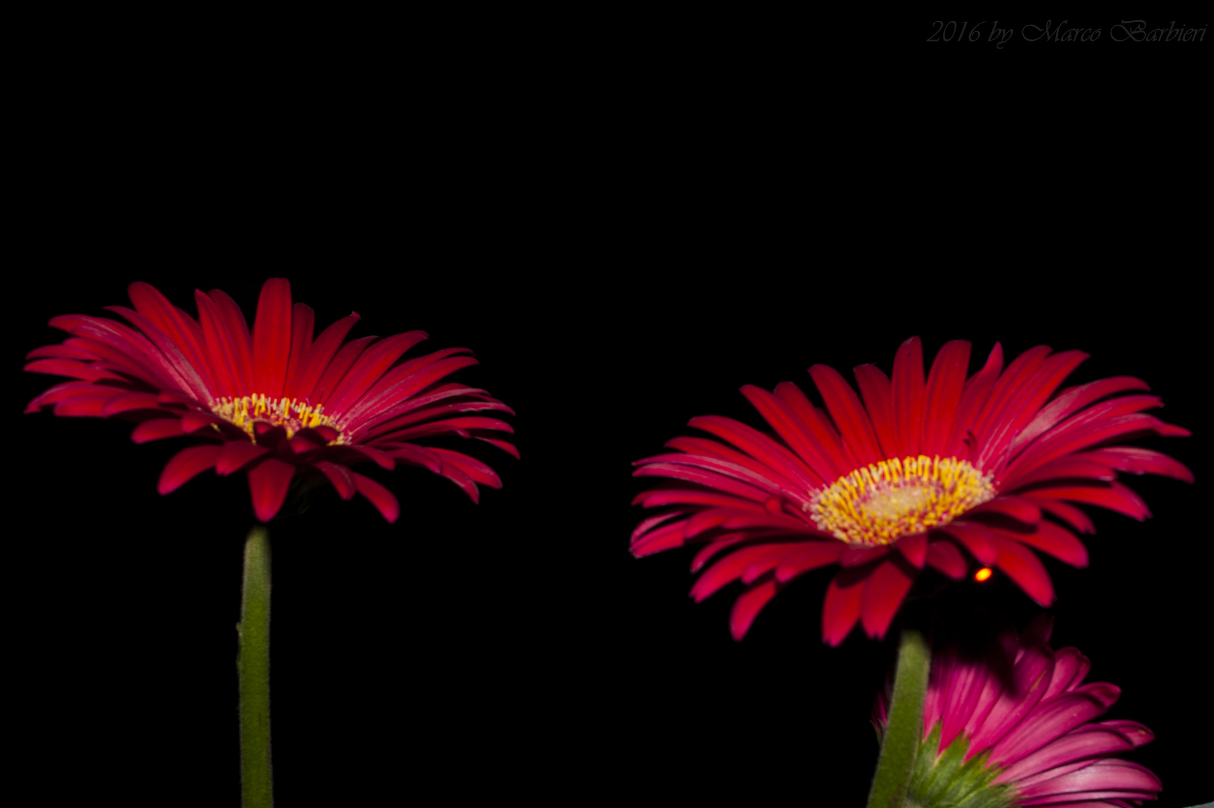 Gerbera