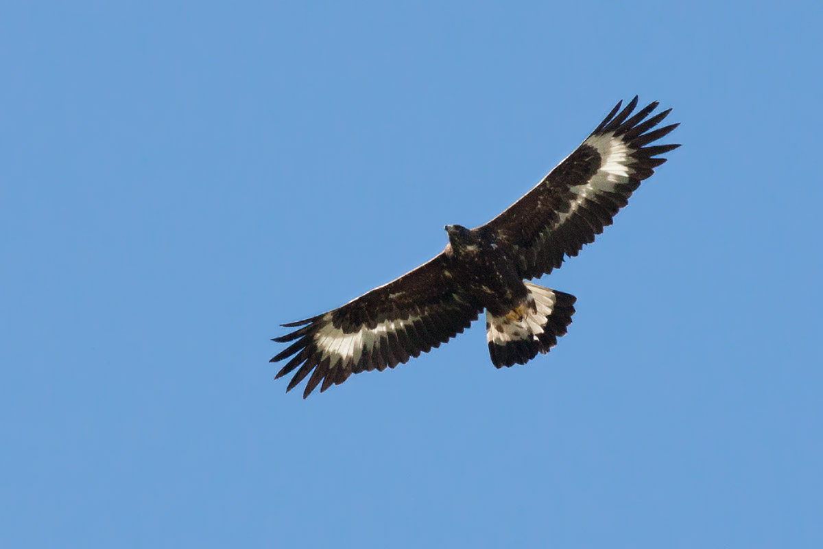 Golden Eagle (Aquila chrysaetos)