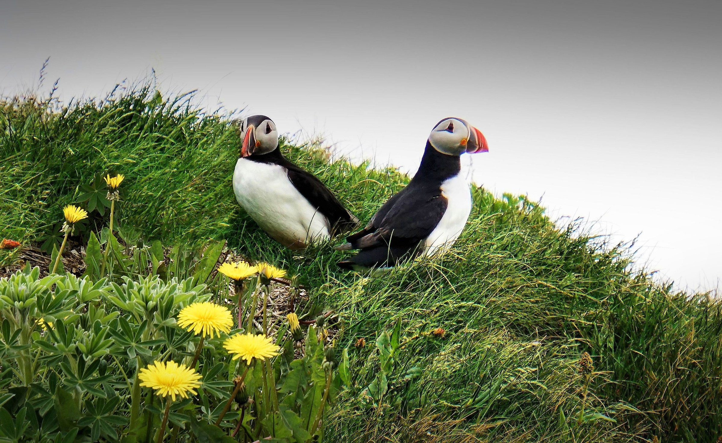 Puffins.