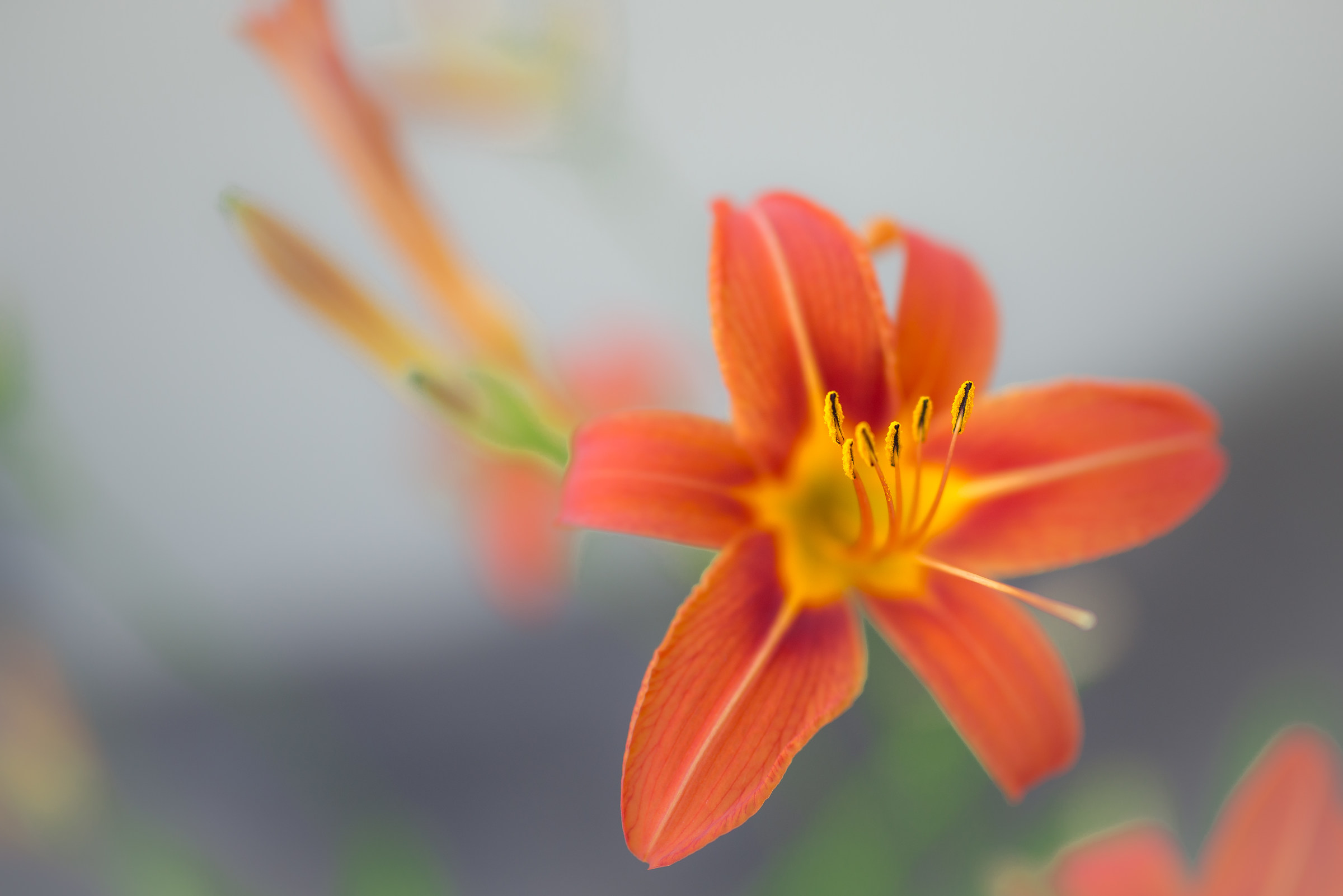 Beauty of a single day