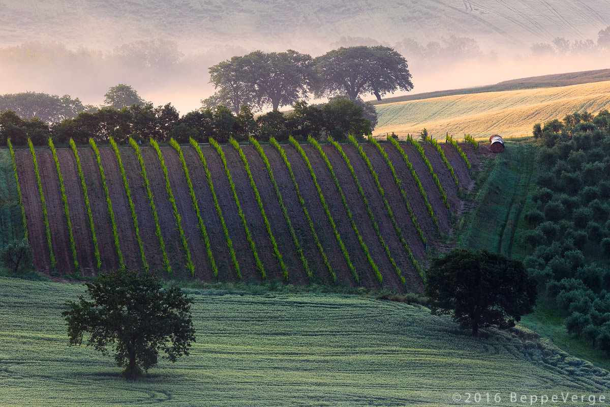 Grano, vigna, ulivi, la Val d'Orcia