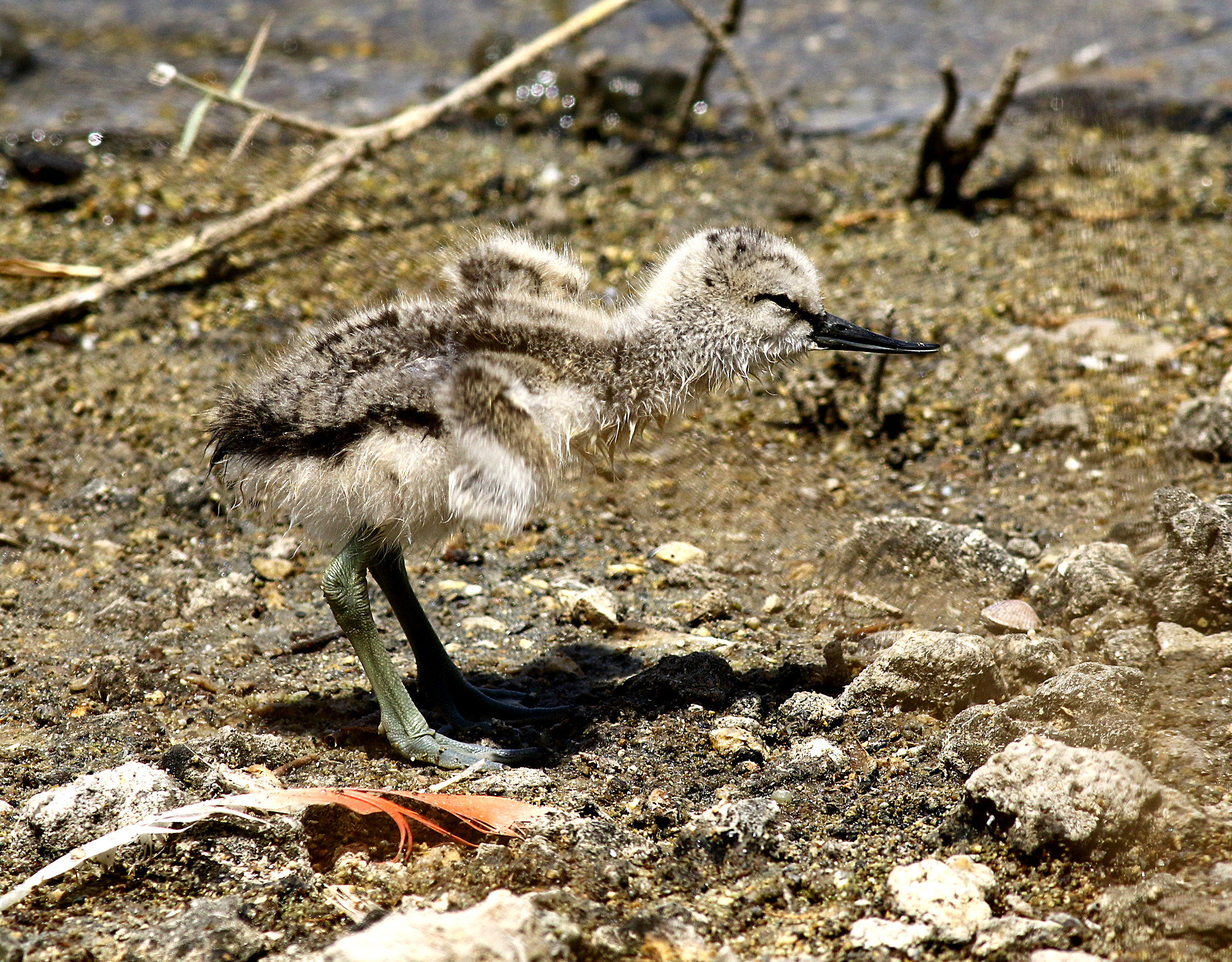 take-off tests a little premature!