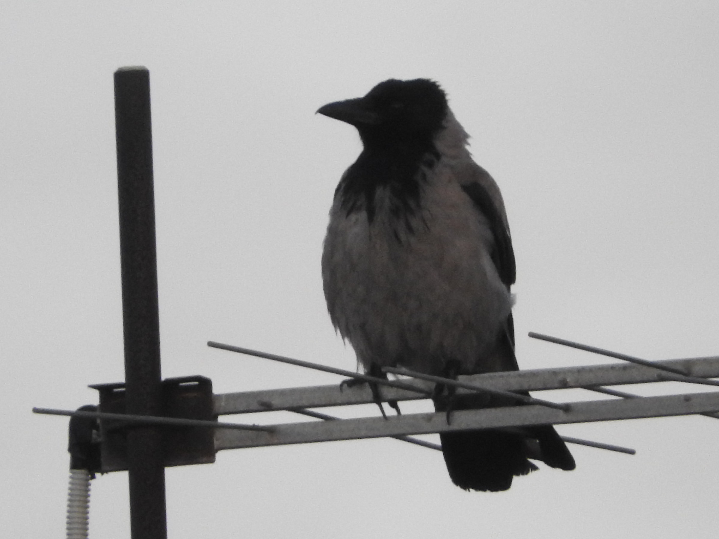 cosafanno stasera in tv