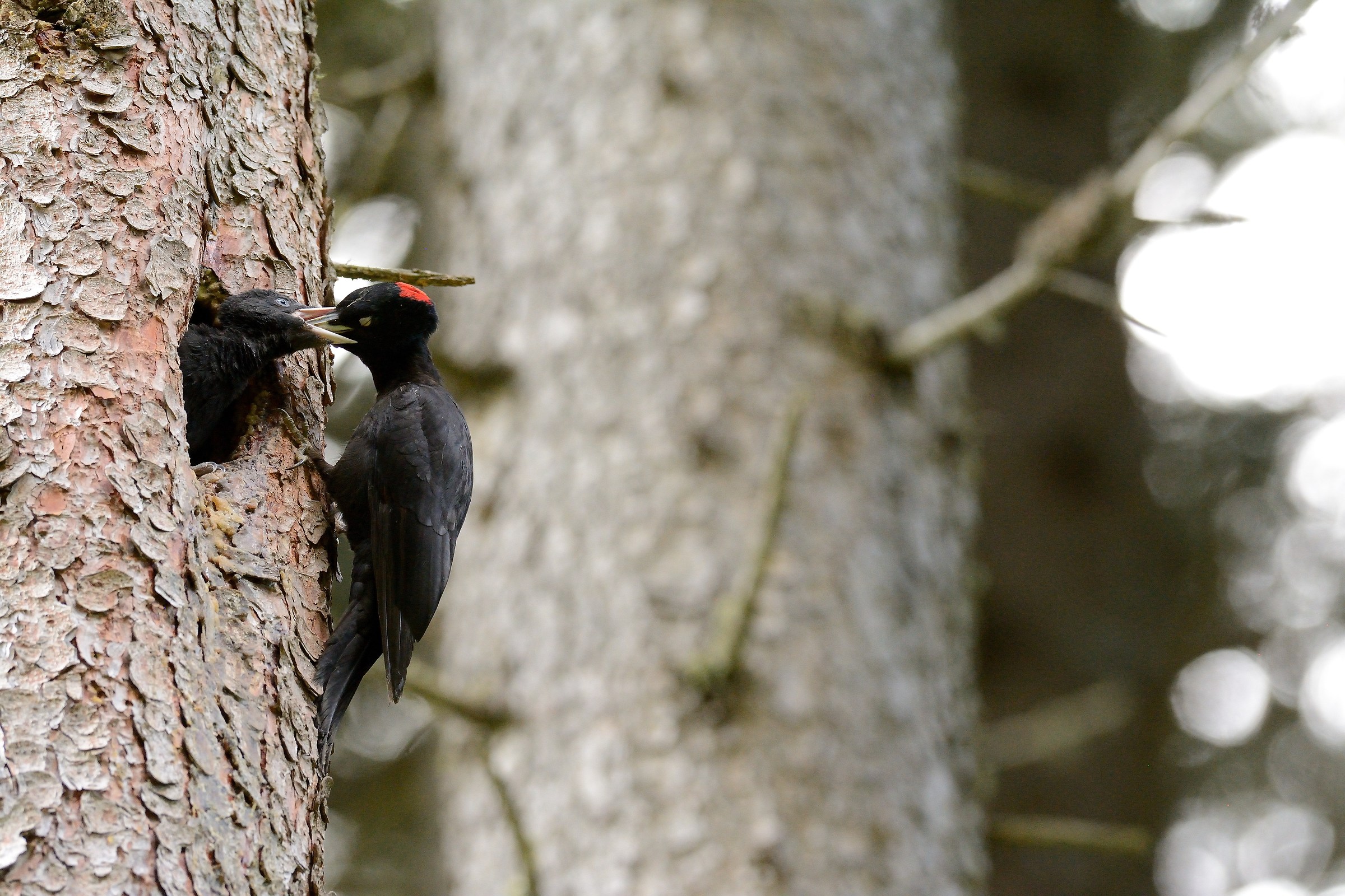 Black Woodpecker at nest