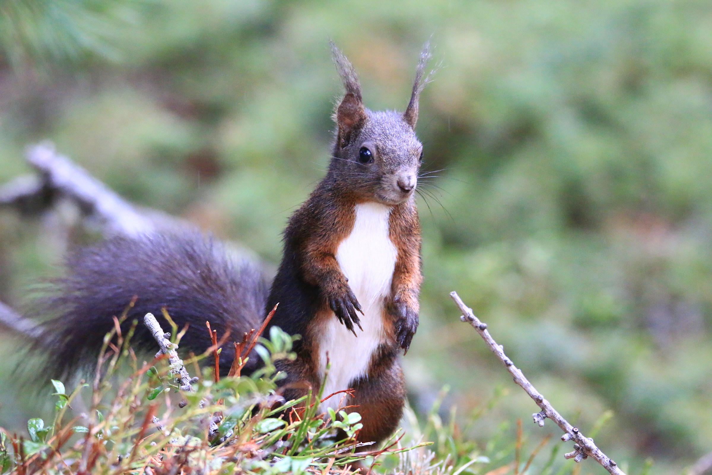 squirrel in Val Roseg