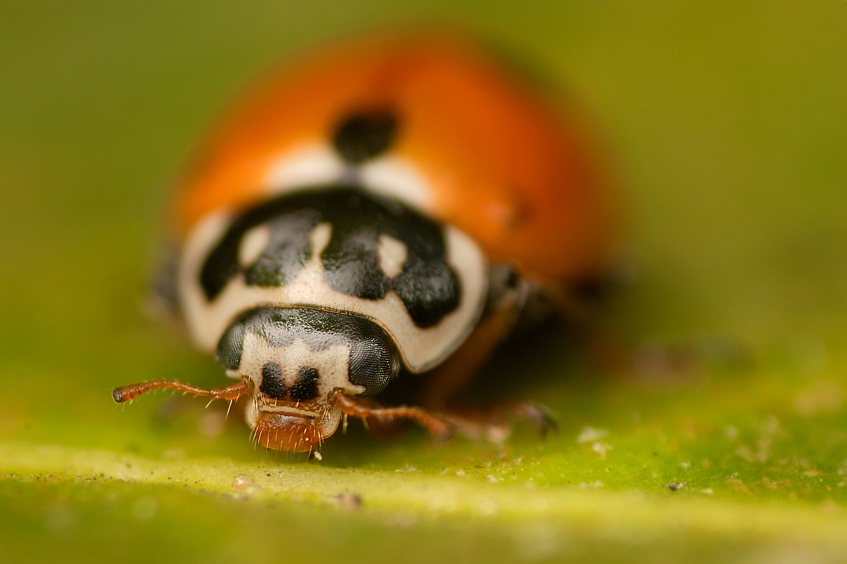 Coccinella