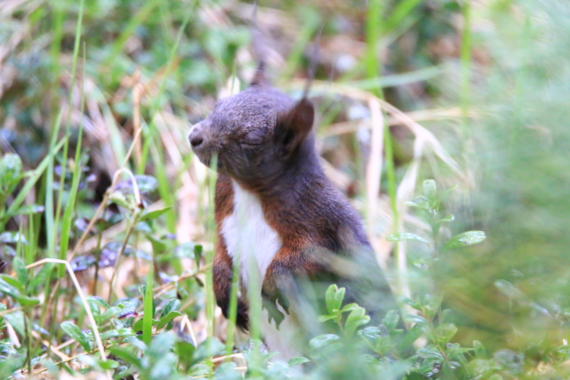 ummm ... I would have a bit of sonnino ....