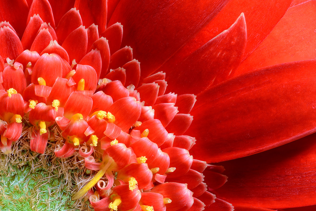 Red gerbera