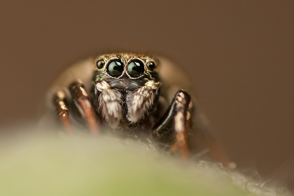 Cuckoo! Salticidae