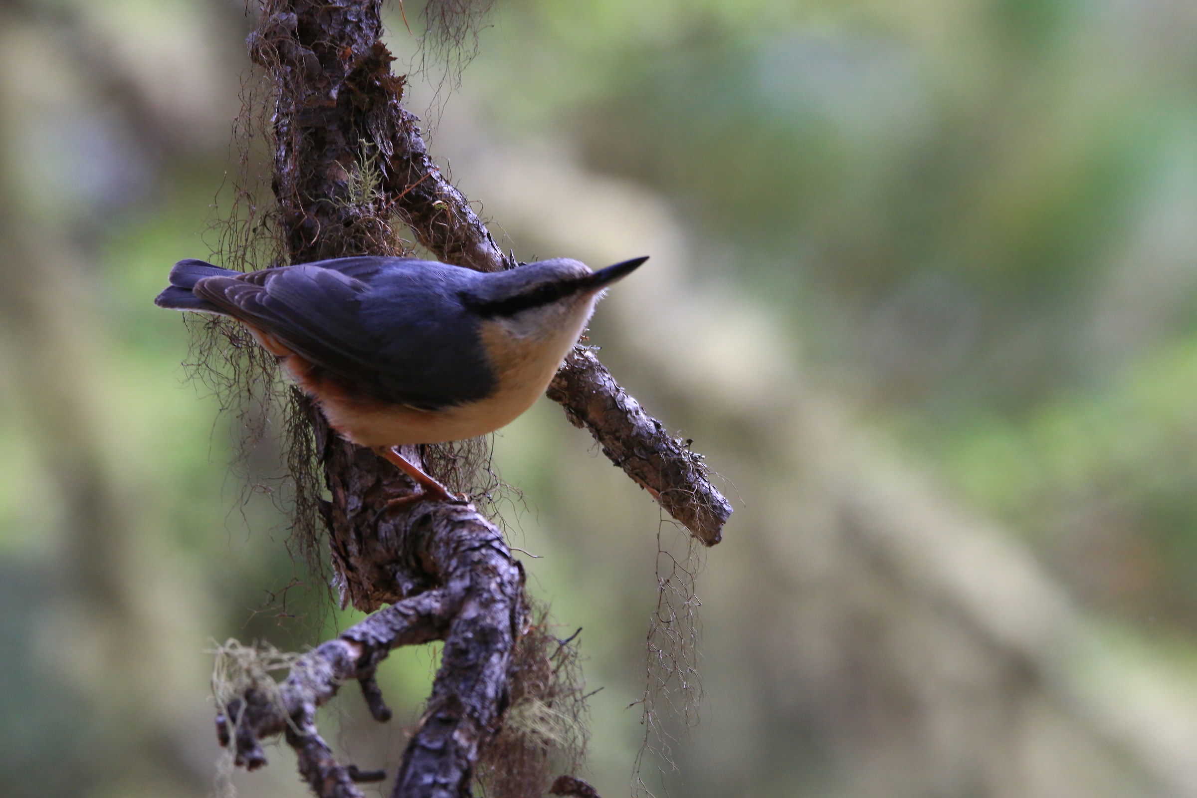 nuthatch in Val Roseg