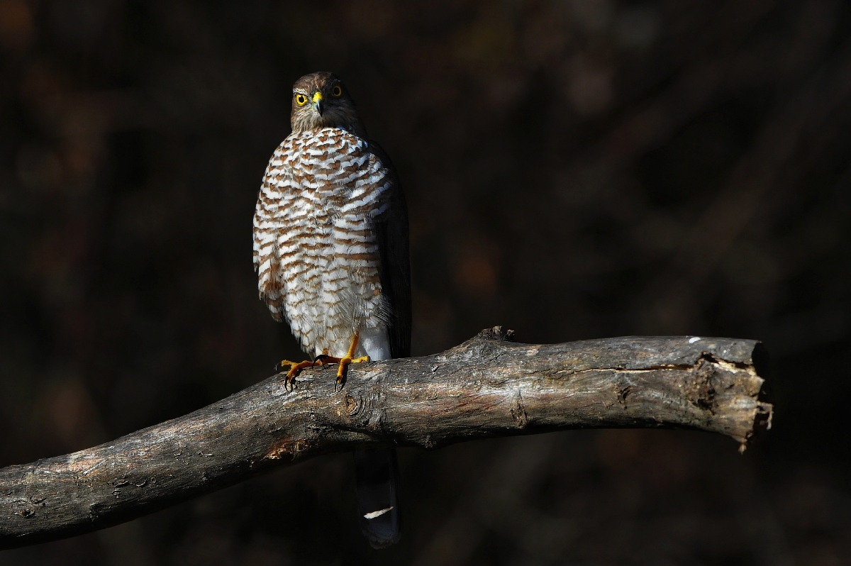 Sparrowhawk, between light and shadow