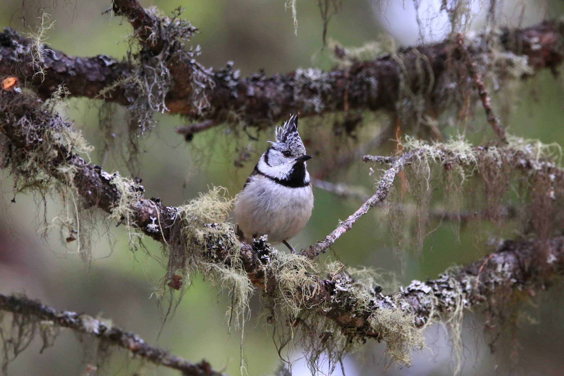 Crested Tit in Val Roseg