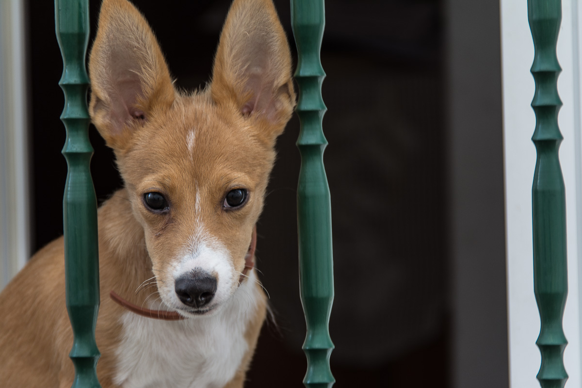 Cagnolino portoghese