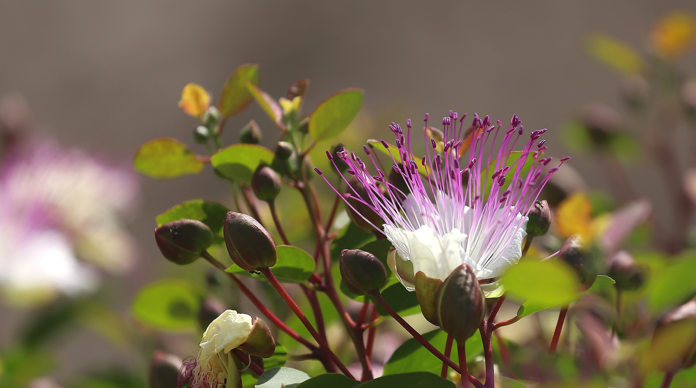 capers in bloom