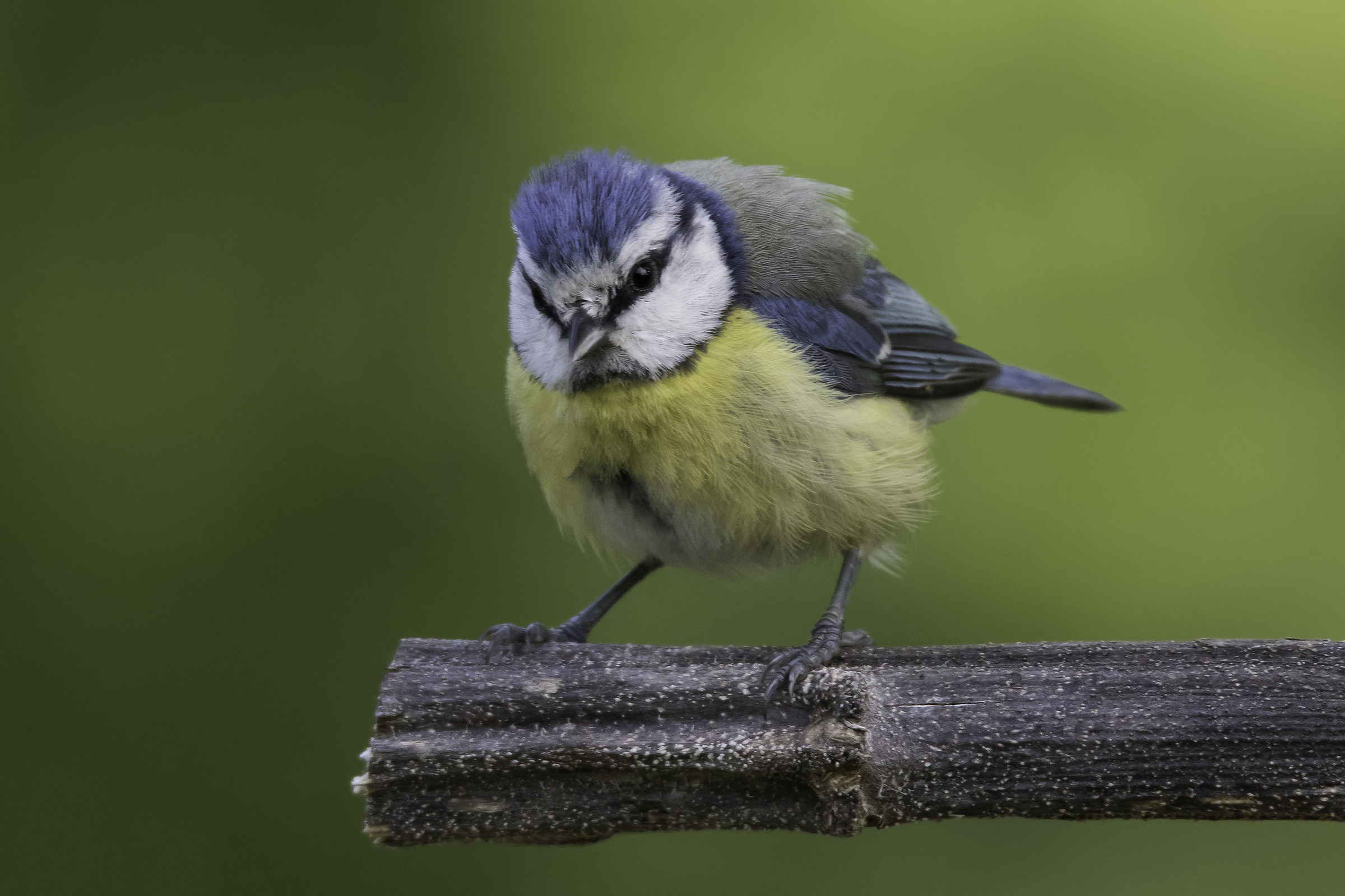 Cinciarella -Parus caeruleus