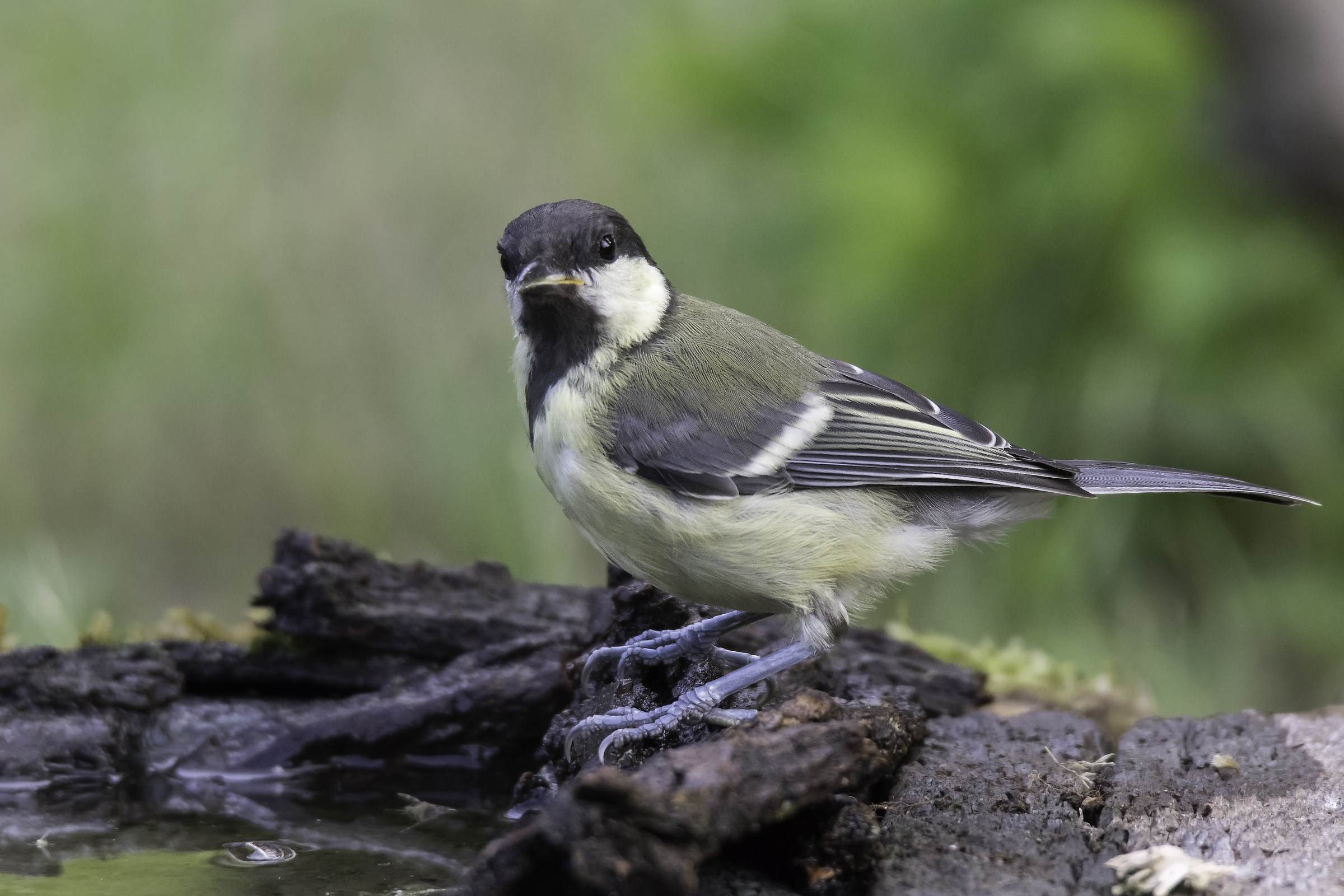 Cinciallegra - Parus Major
