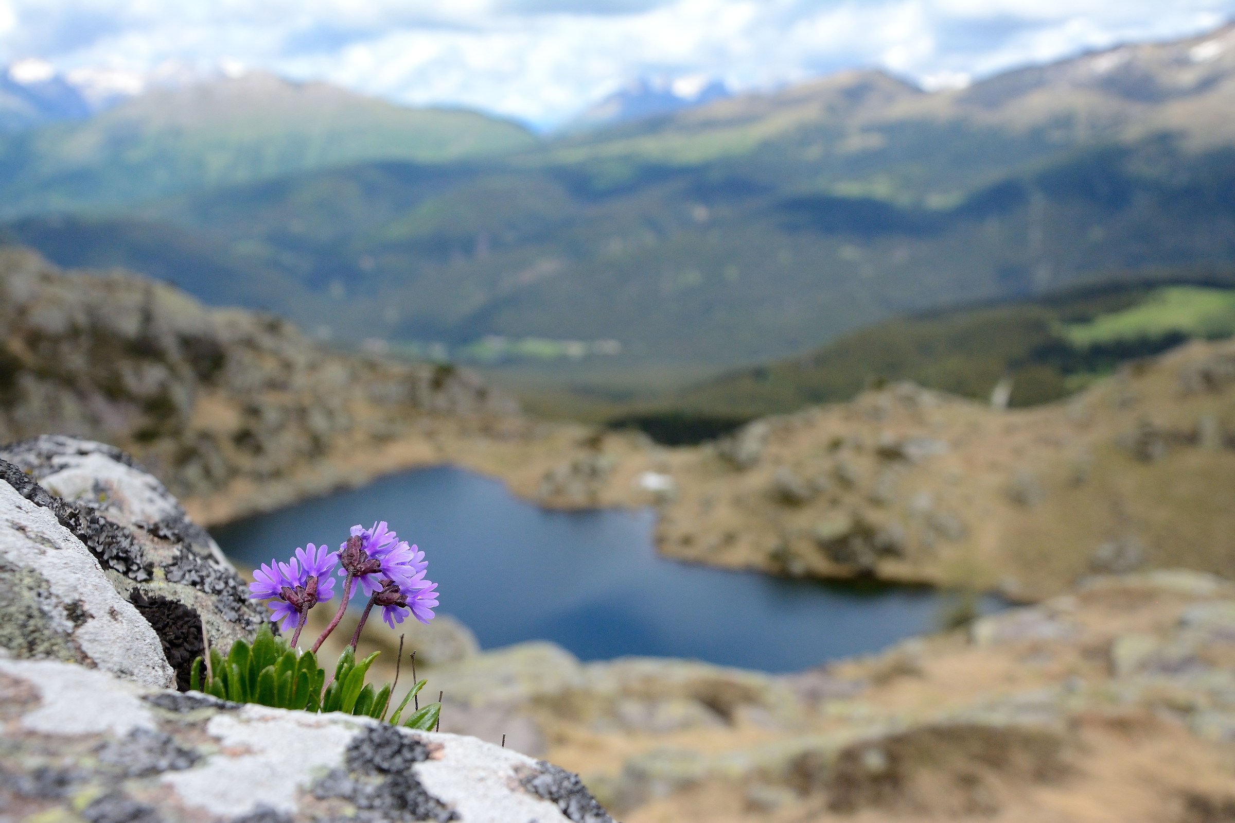 high altitude blooms