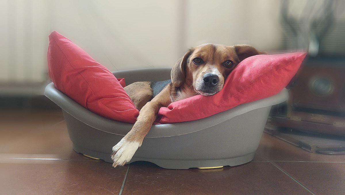 oggi proprio "nun ie la fò"...