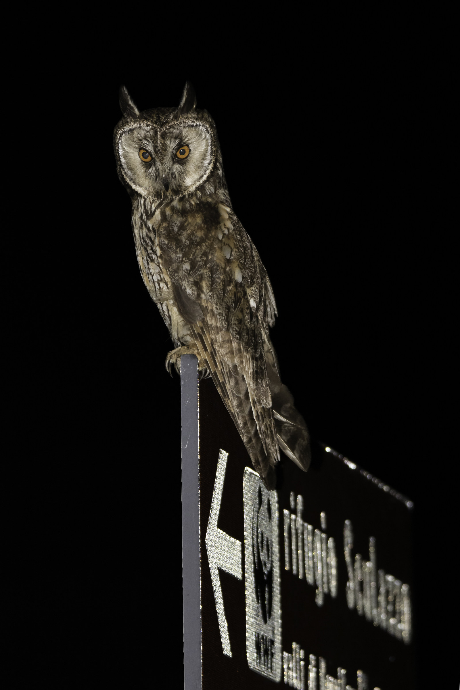 Gufo Comune Asio Otus