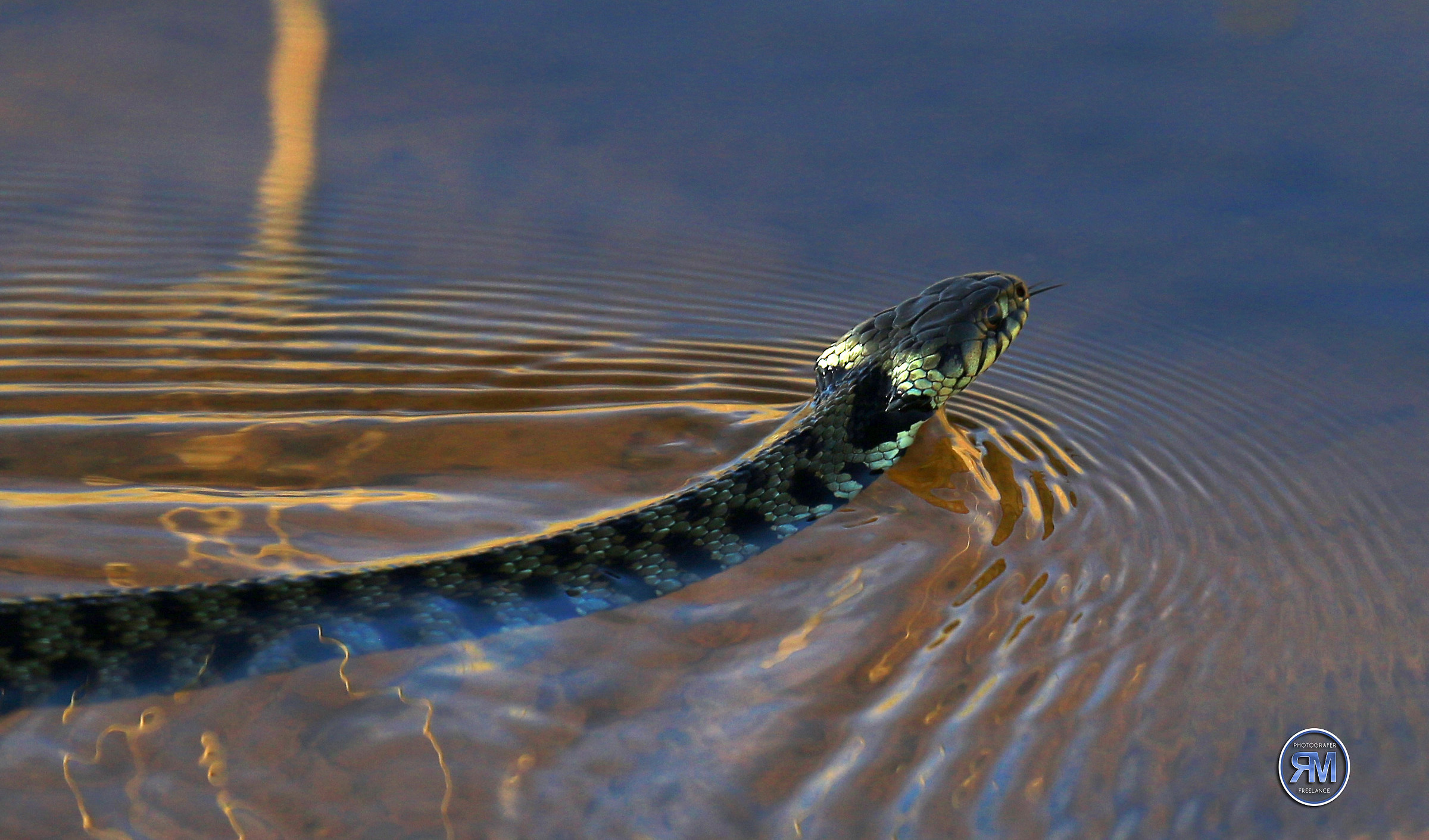 Grass Snake