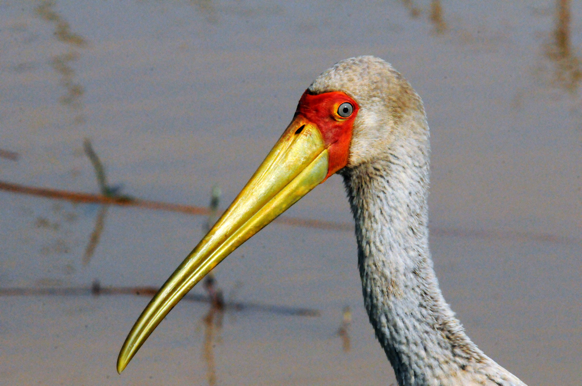 Stork=Yellow-billed