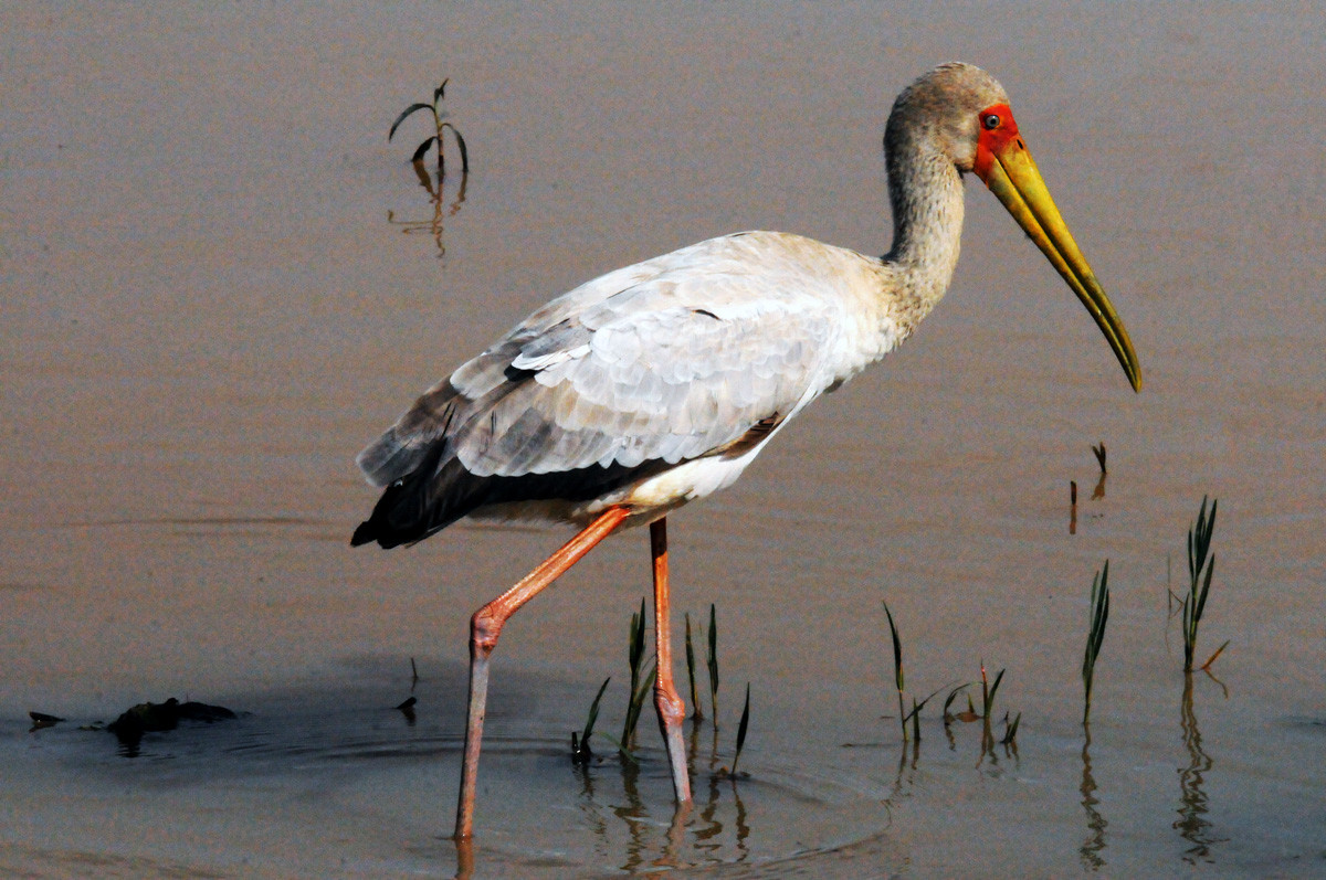 Stork=Yellow-billed