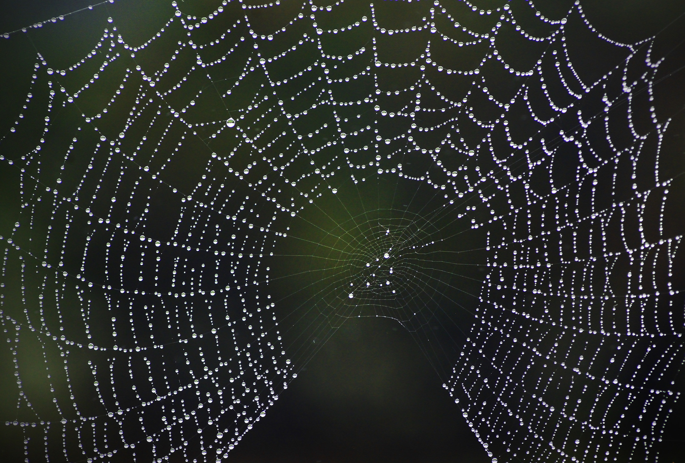 The World Wide Web (ok, New Forest!)
