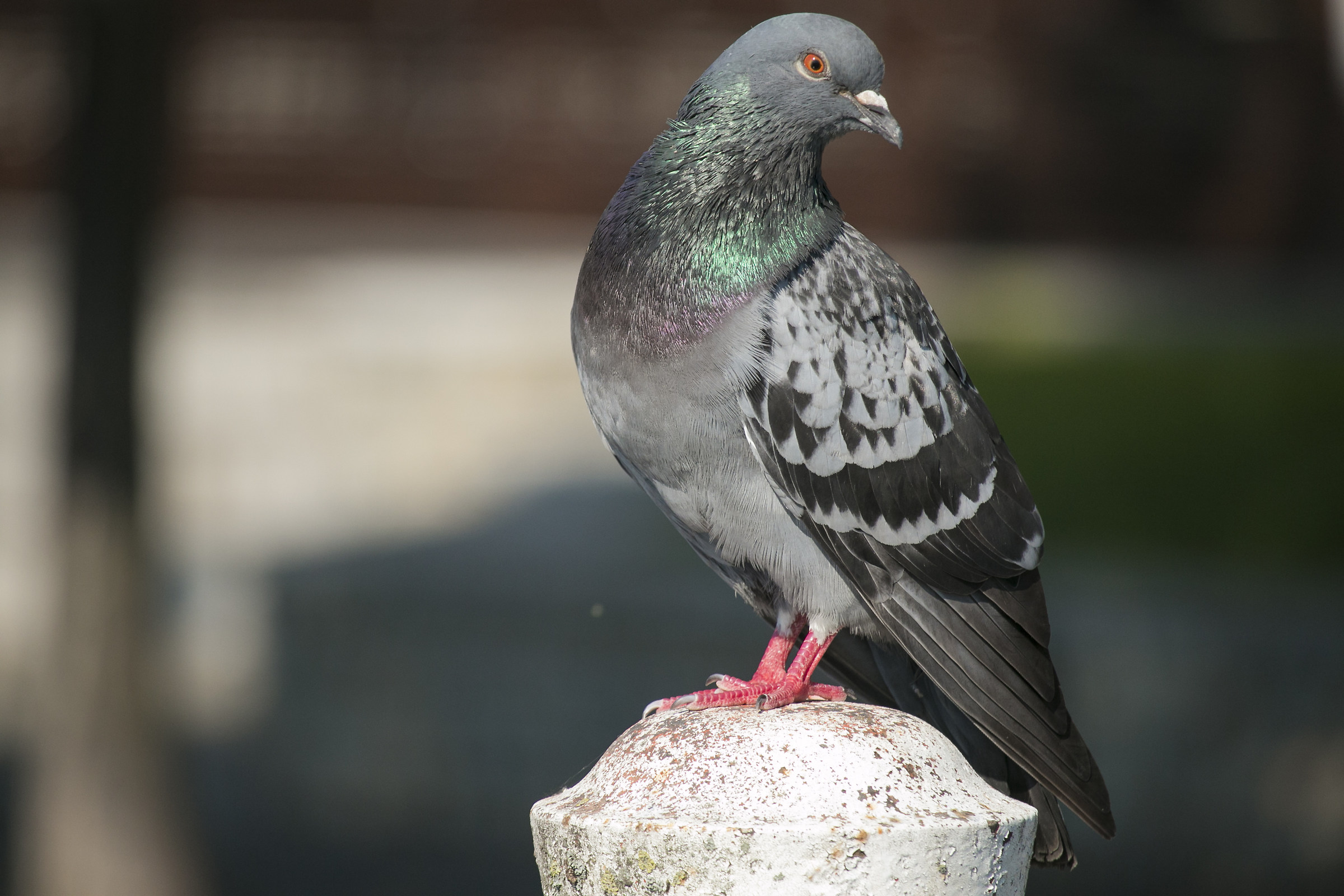 pigeon