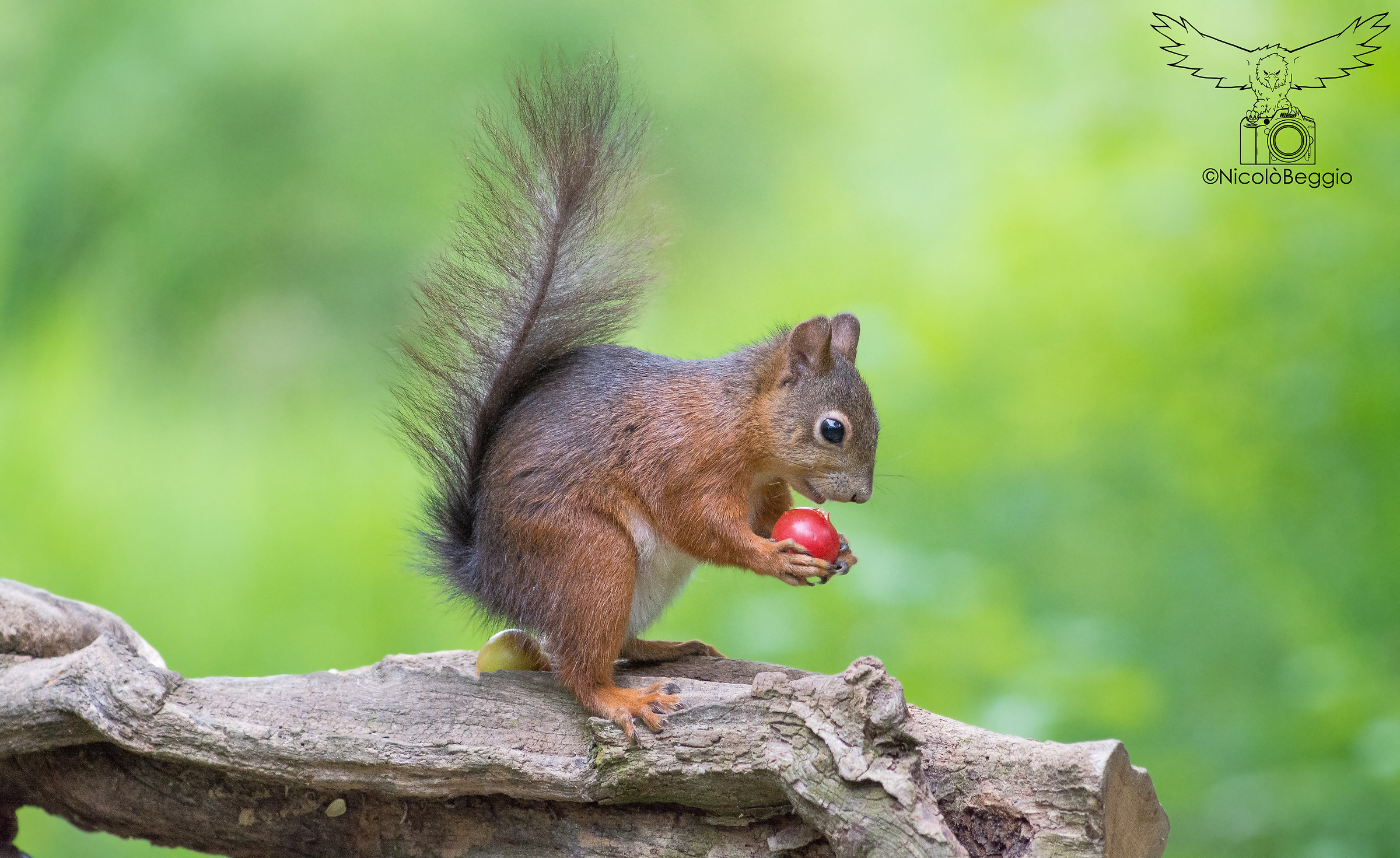 An inviting plum ...