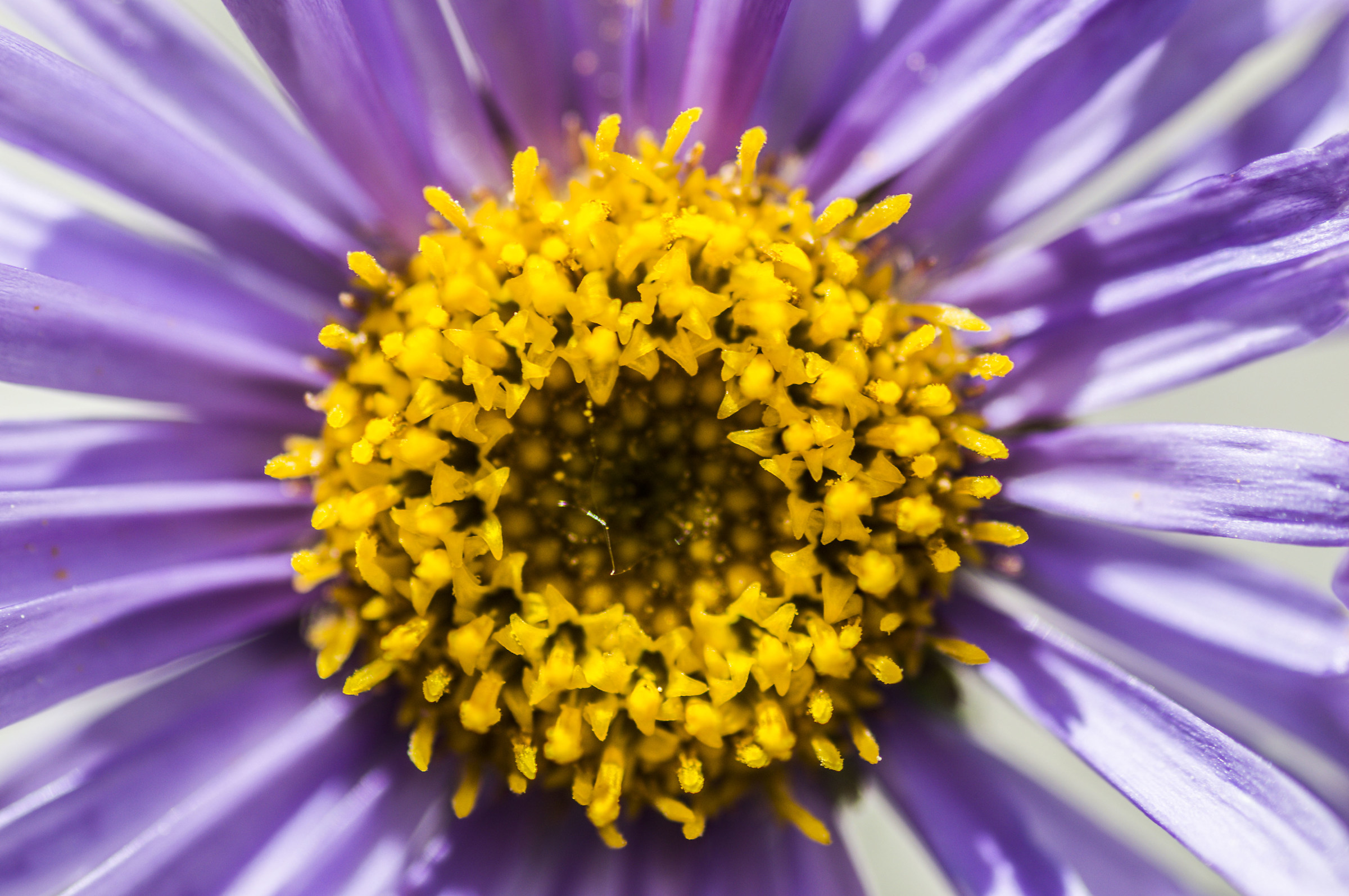 pistilli della margherita viola