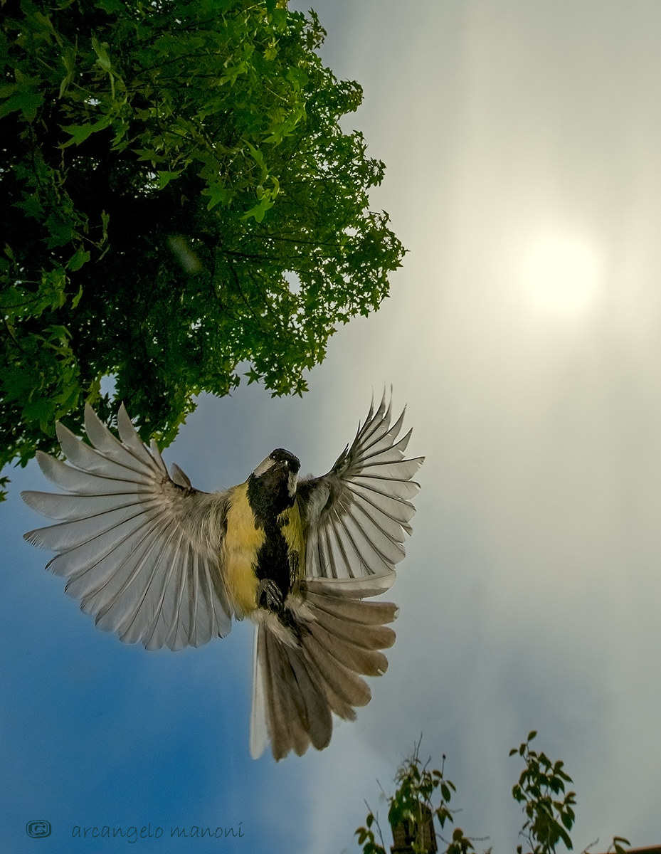 Danzando sotto il velo del sole