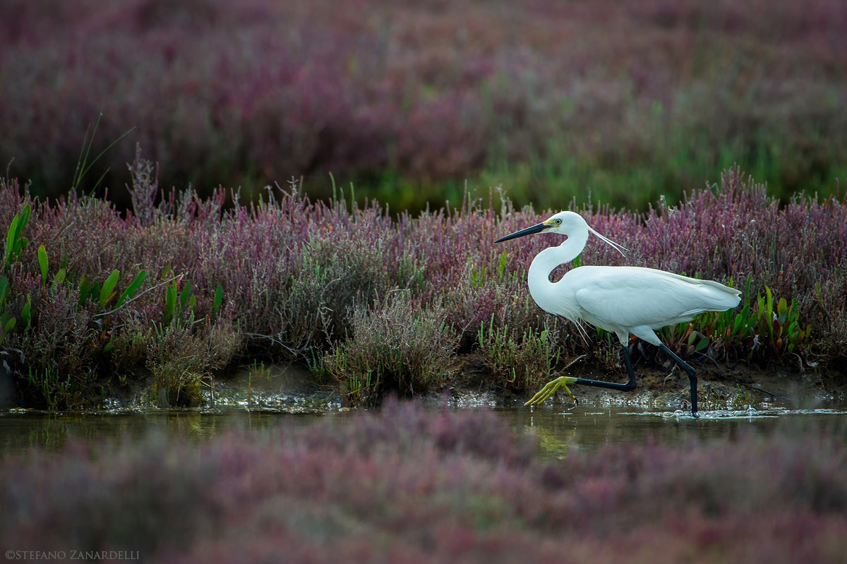 The pace of the Egret ...