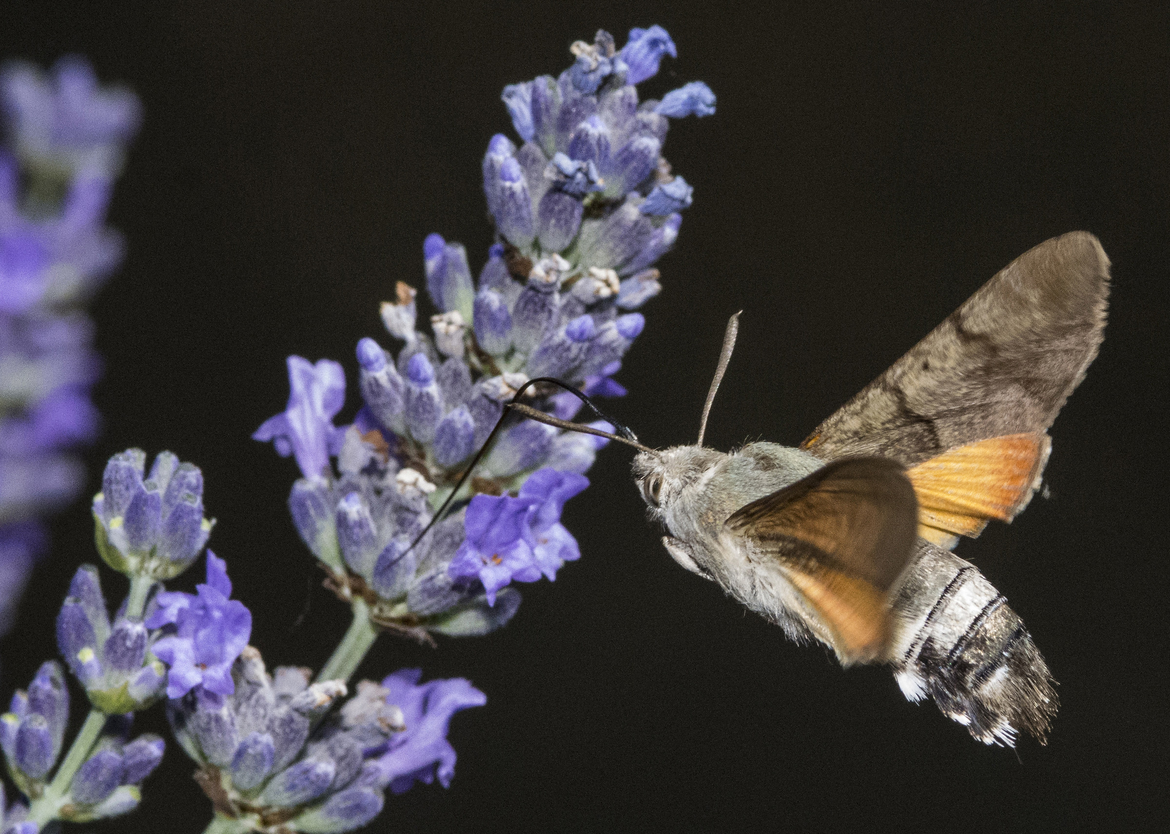 insect first hummingbirds FP flash tests