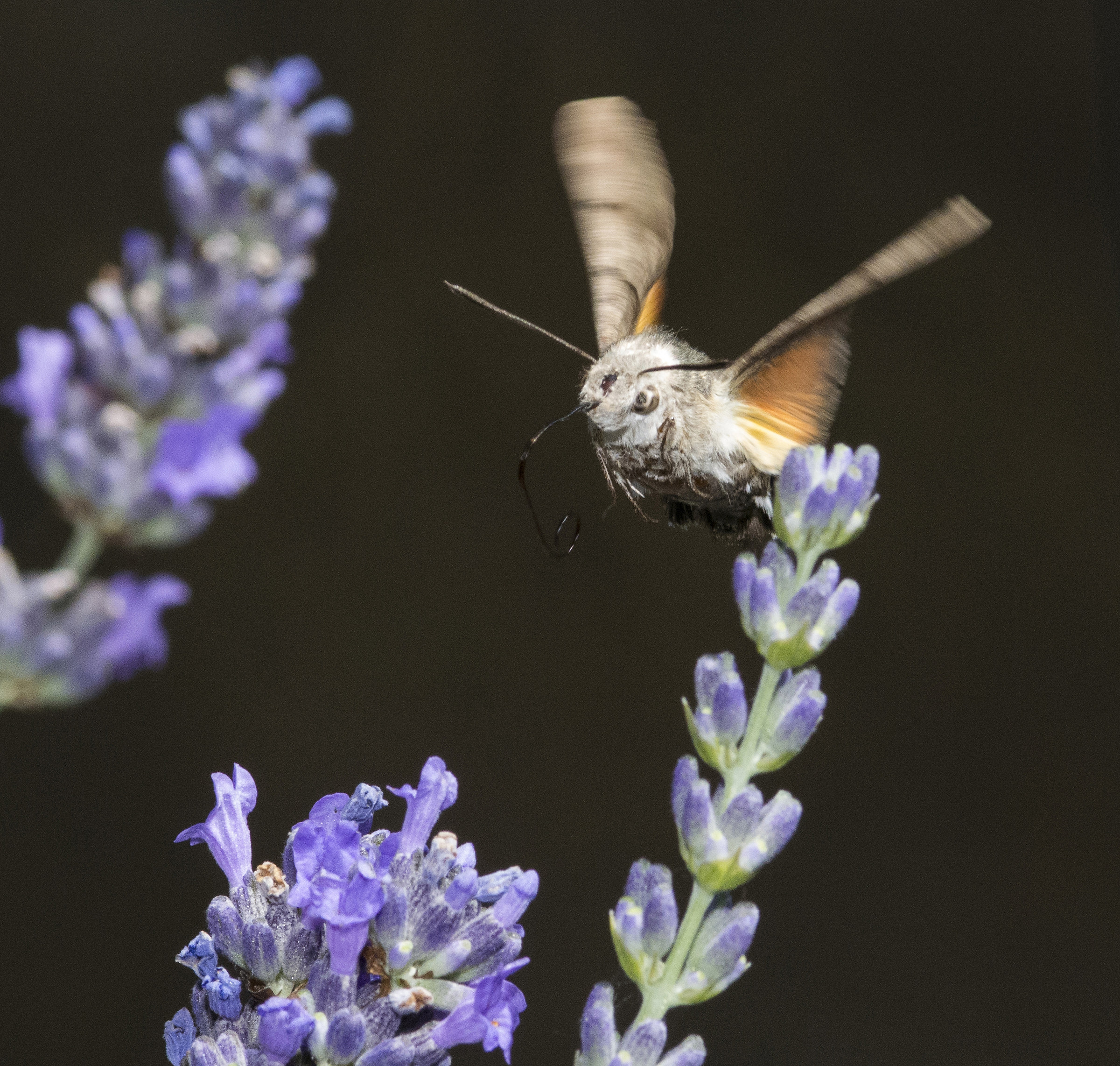 insect first hummingbirds FP flash tests