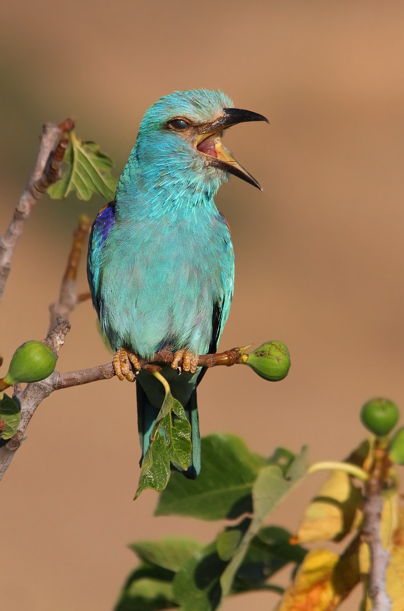 European roller