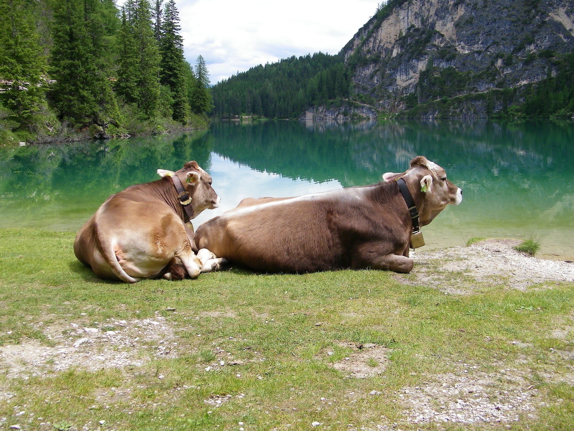 Paesaggio con mucche al lago di Braies