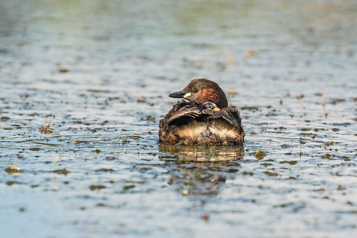 Ti guardo io le spalle...