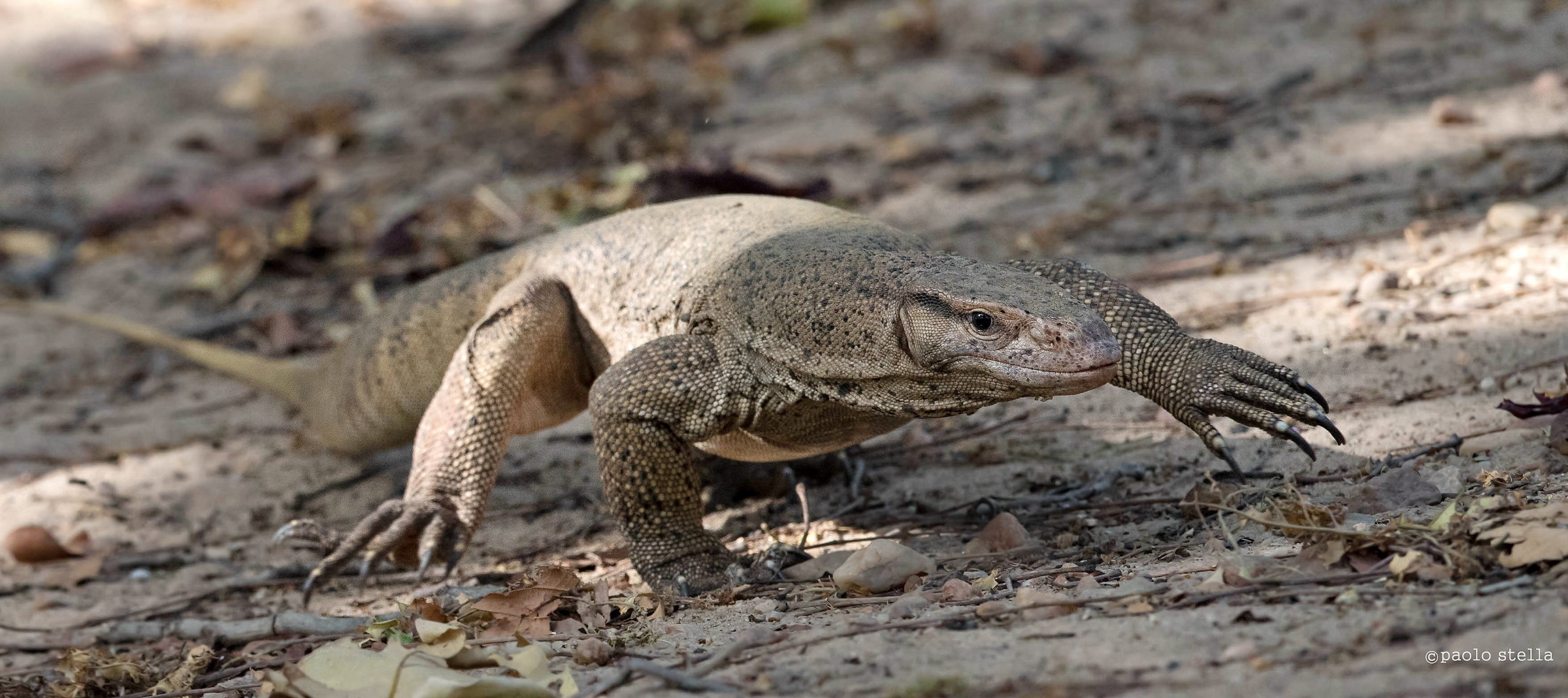 arrival - Indian monitor lizard