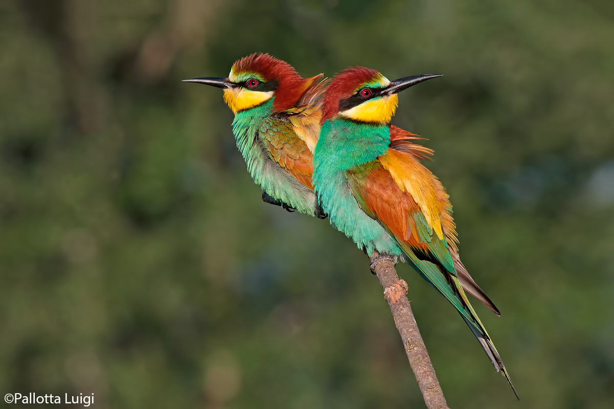 Gruccione (Merops apiaster)