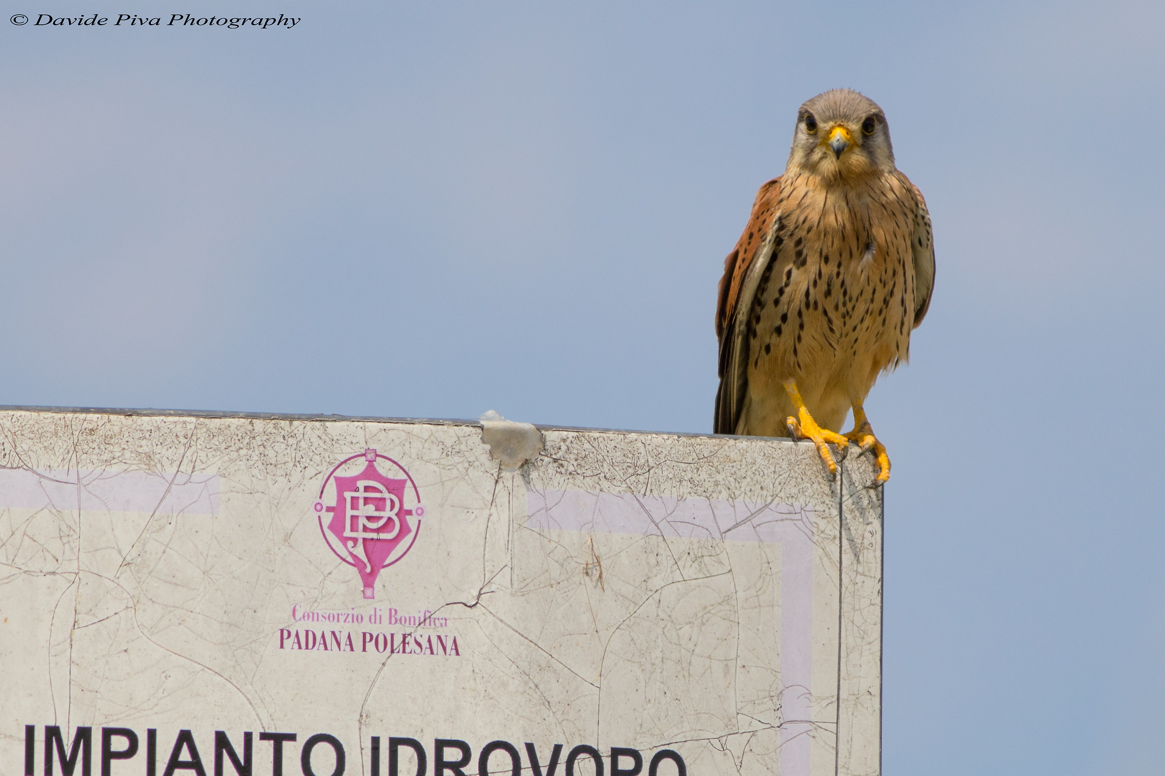 Perched Kestrel (Falco tinnunculus), Po Delta