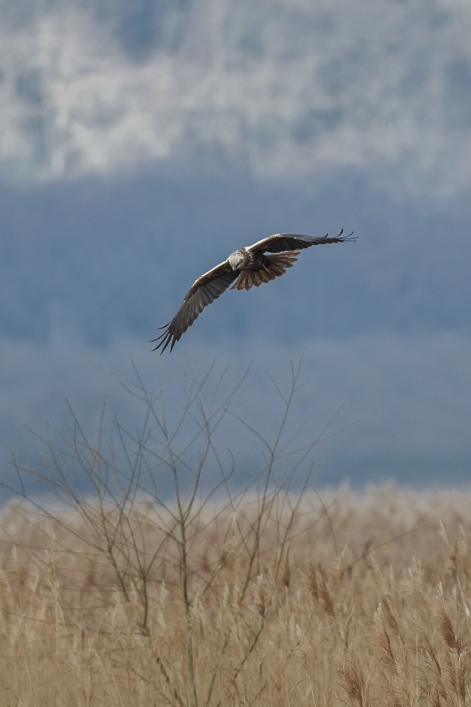 early morning hunt (Marsh Hawk)