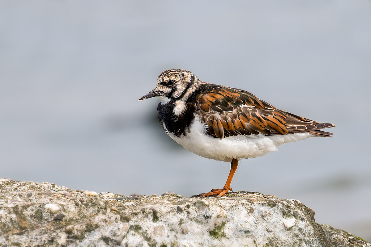 Turnstone