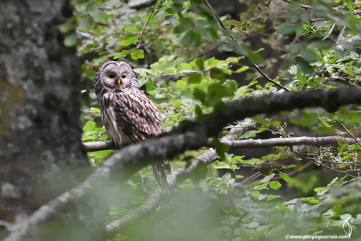Ural Owl