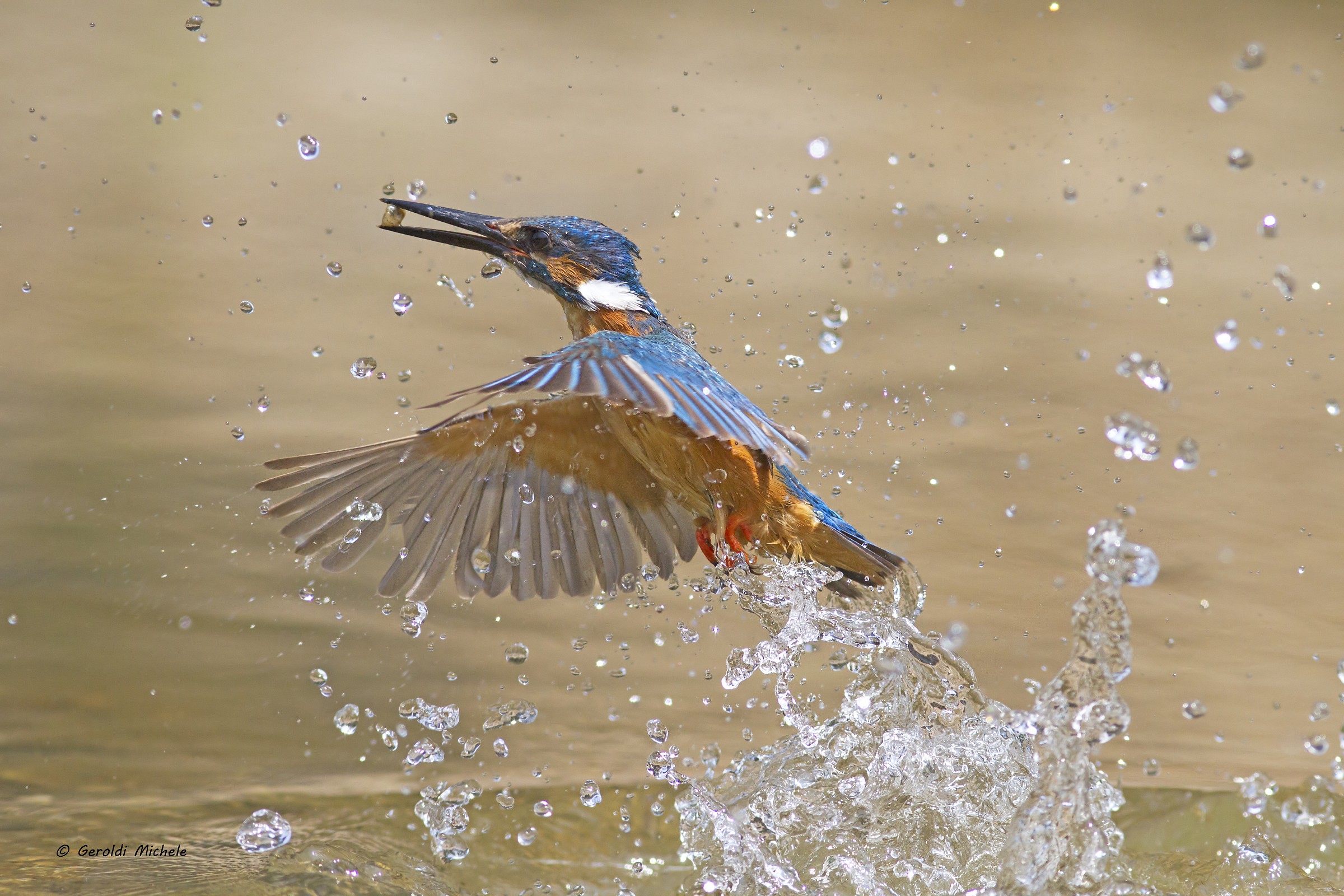 La pesca del Martino!