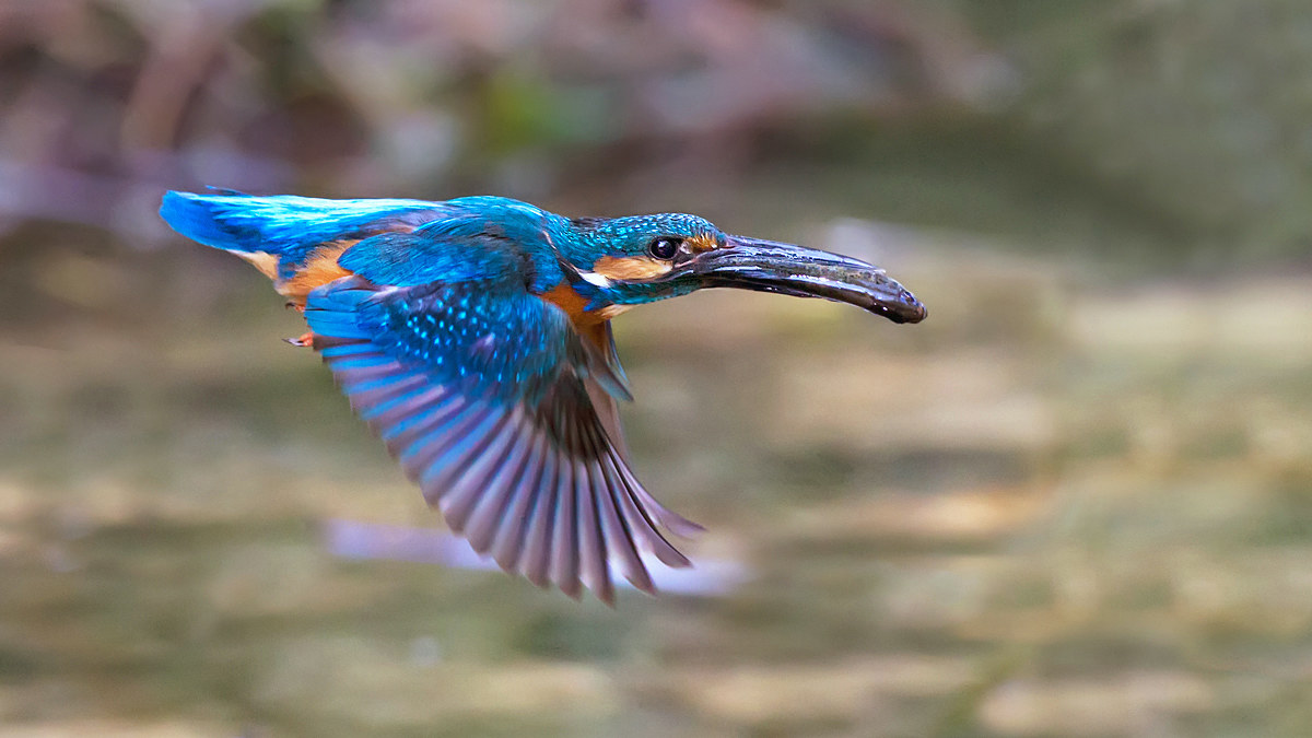 Martin Pescatore con preda