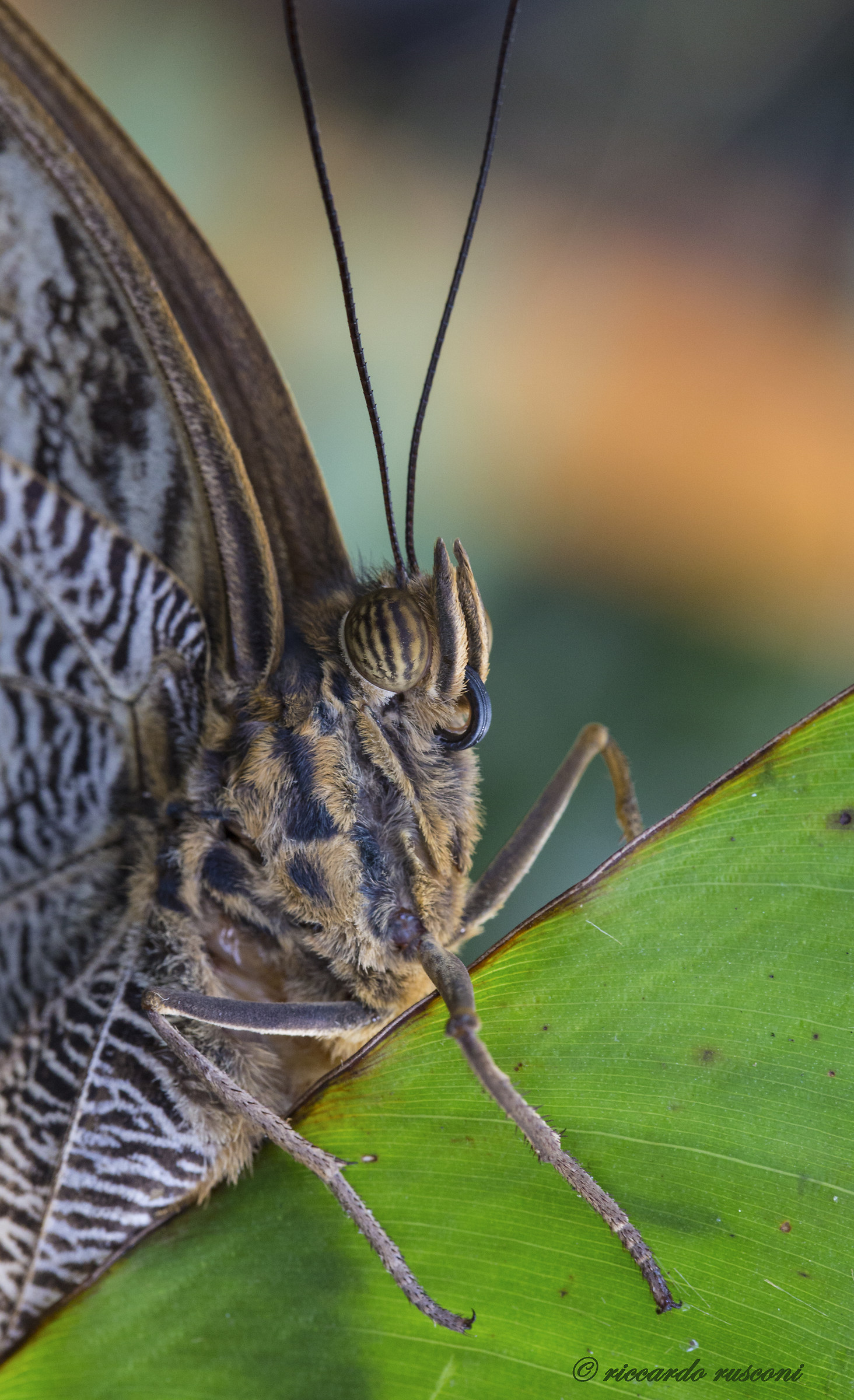 Farfalla testa di gufo